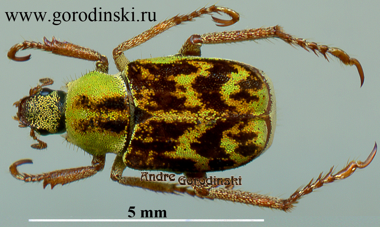 http://www.gorodinski.ru/scarabs/Hoplia indica.jpg